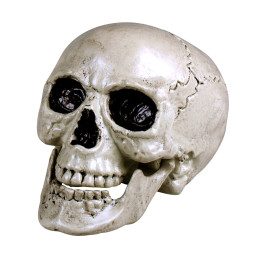 Totenkopf mit beweglichen Kiefer, 20 x 15 cm